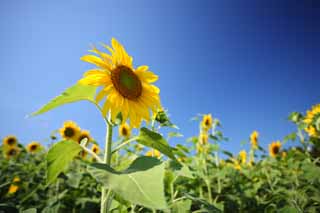 photo,material,free,landscape,picture,stock photo,Creative Commons,The sunflower of the one side, sunflower, , , 