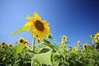 photo,material,free,landscape,picture,stock photo,Creative Commons,The sunflower of the one side, sunflower, sunflower, sunflower, sunflower