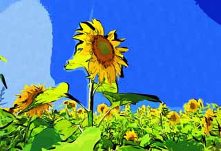 Illust, materieel, vrij, landschap, schilderstuk, schilderstuk, kleuren potlood, crayon, werkje,De zonnebloem van degene kant, Zonnebloem, , , 