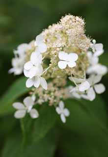 photo,material,free,landscape,picture,stock photo,Creative Commons,A white flower, petal, Nature, Wild grass, The flower of the field