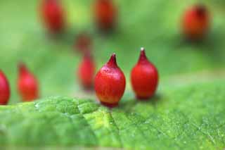 photo,material,free,landscape,picture,stock photo,Creative Commons,Twig gall, An insect lump, Twig gall, An insect lump, leaf