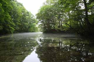 Foto, materiell, befreit, Landschaft, Bild, hat Foto auf Lager,Seenvogelpark, Transparence, Morgennebel, Frhling, jungfrulicher Wald