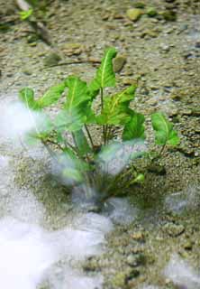 Foto, materiell, befreit, Landschaft, Bild, hat Foto auf Lager,Der waterweed des Seenvogelparks, Transparence, waterweed, Frhling, Sand