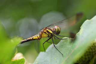 photo,material,free,landscape,picture,stock photo,Creative Commons,A dragonfly, dragonfly, dragonfly, feather, Compound eyes