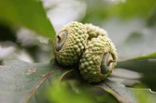 photo,material,free,landscape,picture,stock photo,Creative Commons,A young acorn, An acorn, An acorn, An acorn, forest