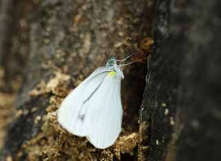 photo,material,free,landscape,picture,stock photo,Creative Commons,Line bizarrerie brimstone butterfly, butterfly, , , feather