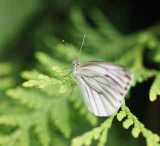 foto,tela,gratis,paisaje,fotografa,idea,Mariposa de brimstone de bizarrerie de lnea, Mariposa, , , Pluma