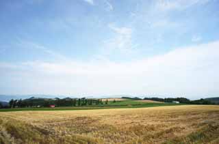 Foto, materiell, befreit, Landschaft, Bild, hat Foto auf Lager,Eine lndliche Landschaft von Furano, Feld, Pappel, Das Land, lndliche Landschaft