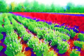 illustration,material,free,landscape,picture,painting,color pencil,crayon,drawing,A flower garden of Furano, flower garden, sage, I am pretty, Fantasy