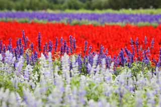 Foto, materieel, vrij, landschap, schilderstuk, bevoorraden foto,Een bloementuin van Furano, Bloementuin, Wijze, Ik ben knap, Hersenschim