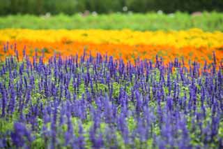 photo,material,free,landscape,picture,stock photo,Creative Commons,A flower garden of Furano, flower garden, blue sage, I am pretty, Fantasy