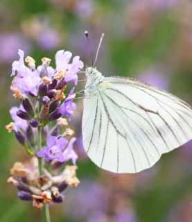 photo,material,free,landscape,picture,stock photo,Creative Commons,Line bizarrerie brimstone butterfly, butterfly, butterfly, butterfly, feather