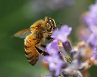 fotografia, material, livra, ajardine, imagine, proveja fotografia, uma abelha a uma lavanda, abelha, , , lavanda