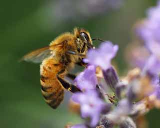 photo,material,free,landscape,picture,stock photo,Creative Commons,It is a bee to a lavender, bee, bee, bee, lavender