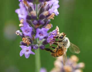 photo,material,free,landscape,picture,stock photo,Creative Commons,It is a bee to a lavender, bee, bee, bee, lavender