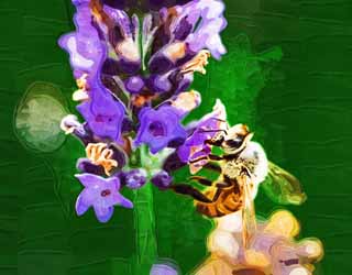 illust,tela,gratis,paisaje,fotografa,idea,pintura,Lpiz de color,dibujo,Es una abeja a una lavanda, Abeja, , , Lavanda