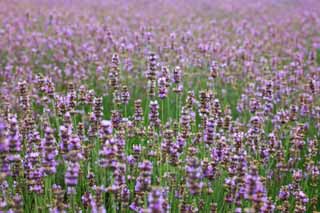 photo,material,free,landscape,picture,stock photo,Creative Commons,A flower garden of Furano, flower garden, lavender, I am pretty, Fantasy