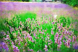 illustration,material,free,landscape,picture,painting,color pencil,crayon,drawing,A flower garden of Furano, flower garden, lavender, I am pretty, Fantasy