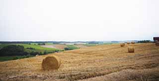 fotografia, material, livra, ajardine, imagine, proveja fotografia,Uma paisagem rural de Biei, campo, rolo de grama, O pas, paisagem rural