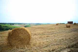 Foto, materiell, befreit, Landschaft, Bild, hat Foto auf Lager,Eine Grasrolle, Feld, Grasrolle, Das Land, lndliche Landschaft