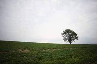 fotografia, materiale, libero il panorama, dipinga, fotografia di scorta,Un albero della filosofia, campo, albero, Il paese, scenario rurale