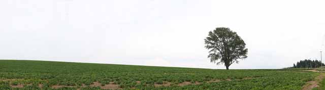 Foto, materieel, vrij, landschap, schilderstuk, bevoorraden foto,Een boom van de filosofie, Veld, Boom, Het land, Landelijk landschap