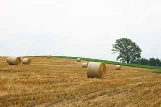 Foto, materieel, vrij, landschap, schilderstuk, bevoorraden foto,Een gras kadet, Veld, Gras kadet, Het land, Landelijk landschap