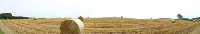 Foto, materieel, vrij, landschap, schilderstuk, bevoorraden foto,Een boom van de filosofie, Veld, Gras kadet, Het land, Landelijk landschap