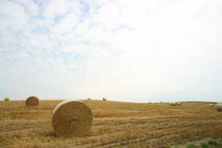 photo,material,free,landscape,picture,stock photo,Creative Commons,A grass roll, field, grass roll, The country, rural scenery