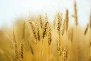 photo,material,free,landscape,picture,stock photo,Creative Commons,The barley harvest season, field, Wheat, Wheatear, rural scenery