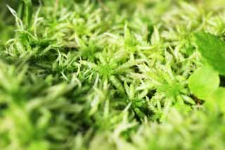 photo,material,free,landscape,picture,stock photo,Creative Commons,Bog moss, Bog moss, , Sphagnum moss, 