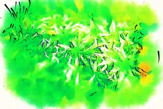 illustration,material,free,landscape,picture,painting,color pencil,crayon,drawing,Bog moss, Bog moss, , Sphagnum moss, 