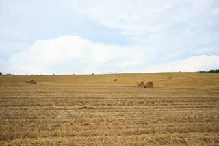 fotografia, materiale, libero il panorama, dipinga, fotografia di scorta,Un rotolo di erba, campo, rotolo di erba, Il paese, scenario rurale