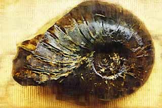 illust, matire, libre, paysage, image, le tableau, crayon de la couleur, colorie, en tirant,Une ammonite, fossile, Une ammonite, pierre du potiron, Crustacs Amon