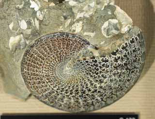 photo, la matire, libre, amnage, dcrivez, photo de la rserve,Une ammonite, fossile, Une ammonite, pierre du potiron, Crustacs Amon