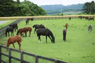 photo,material,free,landscape,picture,stock photo,Creative Commons,The living of the thoroughbred, The mane, I receive it, foal, Horse racing