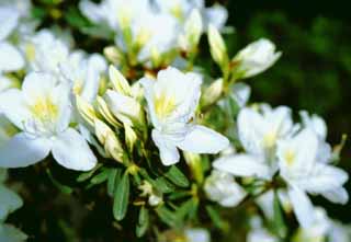 photo, la matire, libre, amnage, dcrivez, photo de la rserve,Blanches fleurs de l'azale, Ginkakuji, azale, blanc, 