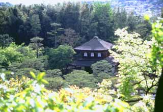 Foto, materieel, vrij, landschap, schilderstuk, bevoorraden foto,Ginkakuji in het bos, Ginkakuji, Boom, , 