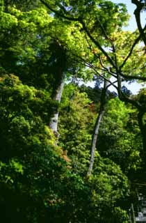 photo,material,free,landscape,picture,stock photo,Creative Commons,Tender bright green, Ginkakuji, tree, , 