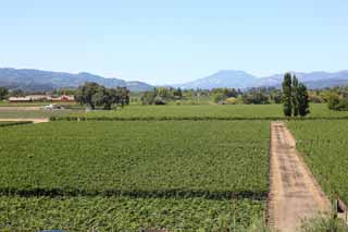 photo,material,free,landscape,picture,stock photo,Creative Commons,O one to pass, Red wine, vineyard, Napa Valley, California wine