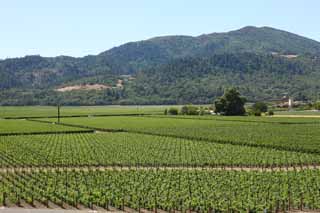 fotografia, materiale, libero il panorama, dipinga, fotografia di scorta,O uno per passare, Vino rosso, vigneto, Valle di Napa, Vino di California