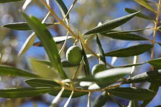 photo,material,free,landscape,picture,stock photo,Creative Commons,An olive, An olive, Solar light, Fruit, Olive oil