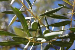 fotografia, materiale, libero il panorama, dipinga, fotografia di scorta,Un'oliva, Un'oliva, Luce solare, Frutta, Petrolio Olivastro