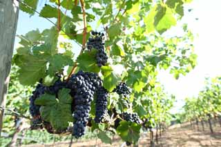 fotografia, materiale, libero il panorama, dipinga, fotografia di scorta,Un acino d'uva, Vino rosso, La fabbricazione della birra, Valle di Napa, Vino di California