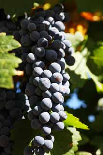 fotografia, materiale, libero il panorama, dipinga, fotografia di scorta,Un acino d'uva, Vino rosso, La fabbricazione della birra, Valle di Napa, Vino di California