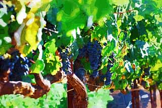 illustration,material,free,landscape,picture,painting,color pencil,crayon,drawing,A grape, Red wine, The brewing, Napa Valley, California wine