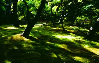 Foto, materieel, vrij, landschap, schilderstuk, bevoorraden foto,Zonnelicht door de inschrijving brink 2, Ginkakuji, Mos, Boom, 