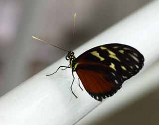 photo,material,free,landscape,picture,stock photo,Creative Commons,The butterfly of the southern country, feather, feeler, butterfly, 