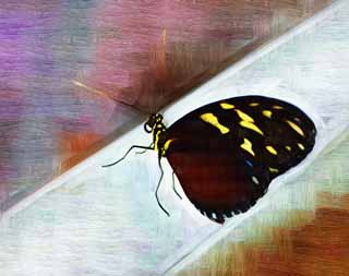 illustration,material,free,landscape,picture,painting,color pencil,crayon,drawing,The butterfly of the southern country, feather, feeler, butterfly, 