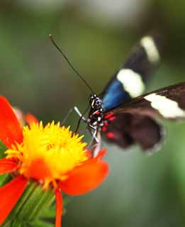 photo,material,free,landscape,picture,stock photo,Creative Commons,The butterfly of the southern country, feather, feeler, butterfly, butterfly